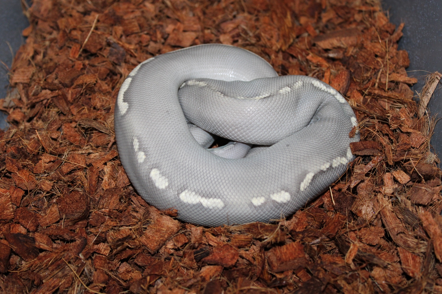 Super GHI Mojave Ghost Ball Python by Rocky Mountain Reptiles - MorphMarket