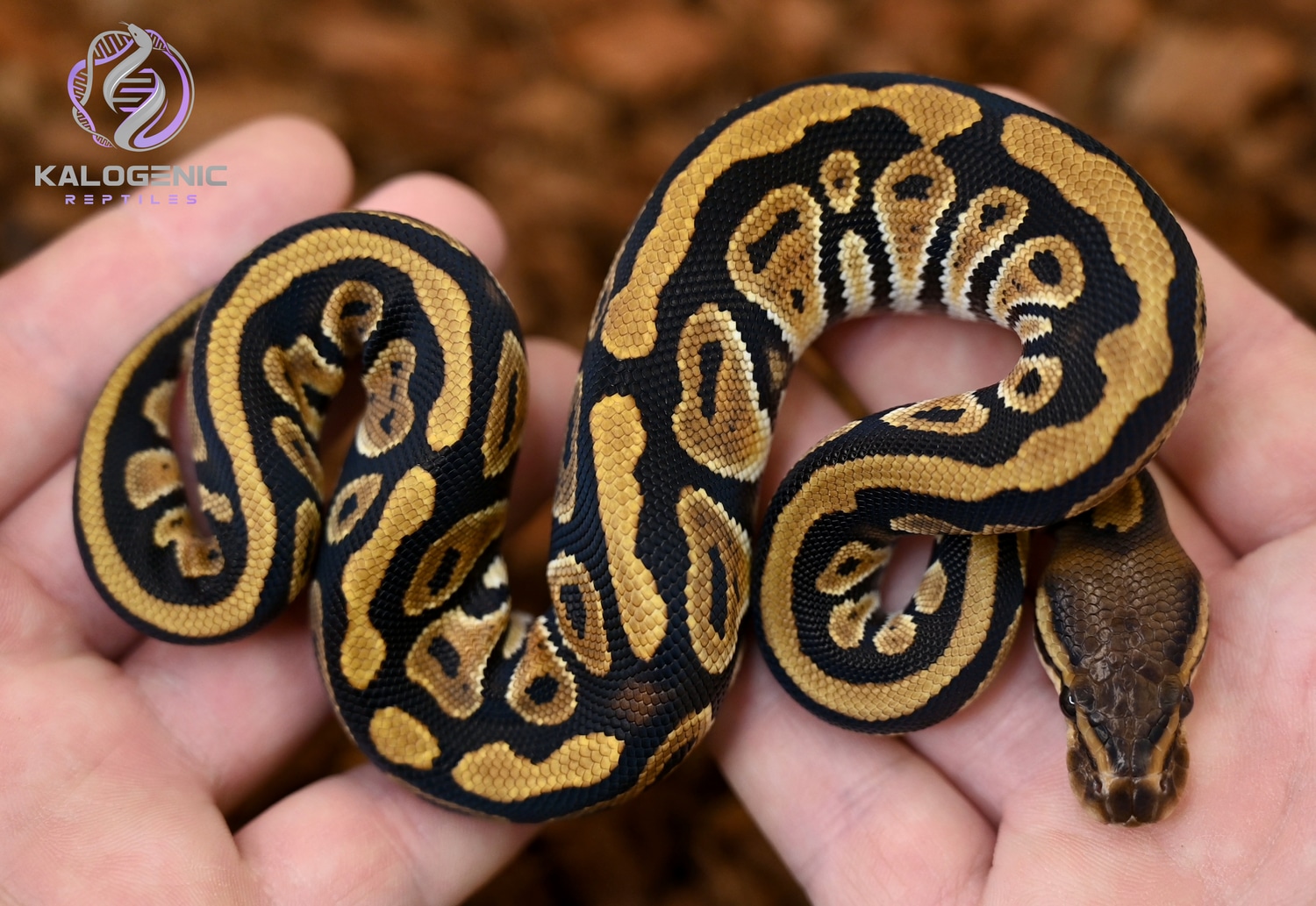 Cypress Het. Clown Ball Python by Kalogenic Reptiles - MorphMarket