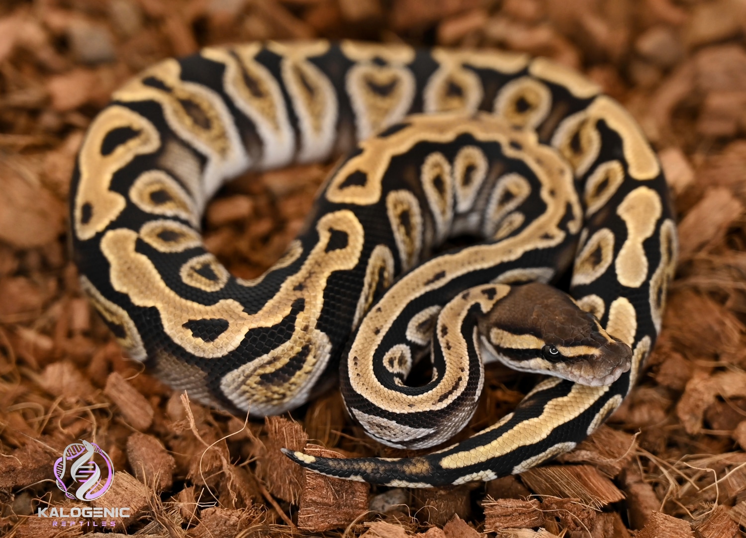 GHI Cypress Het. Clown *Free Shipping* Ball Python by Kalogenic ...