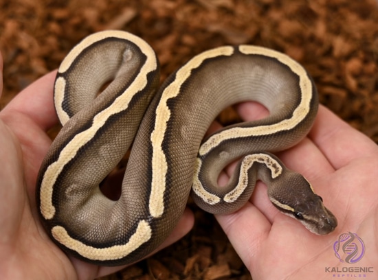 Cypress GHI Mojave Het. Clown Ball Python by Kalogenic Reptiles