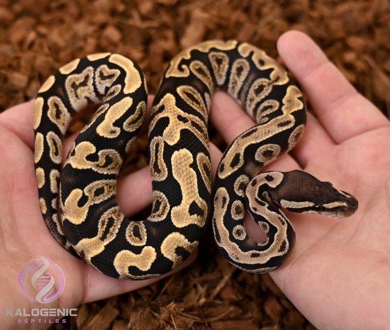 GHI Cypress Het. Clown Ball Python by Kalogenic Reptiles