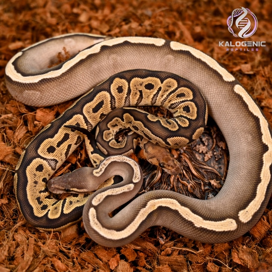 Cypress GHI Clown Pair |NO RESERVE-- PLEASE READ DESCRIPTION| Ball ...