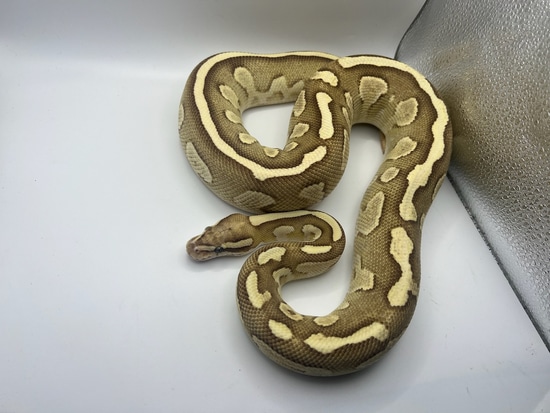 Lesser Fire Ball Python by Collier's Creatures