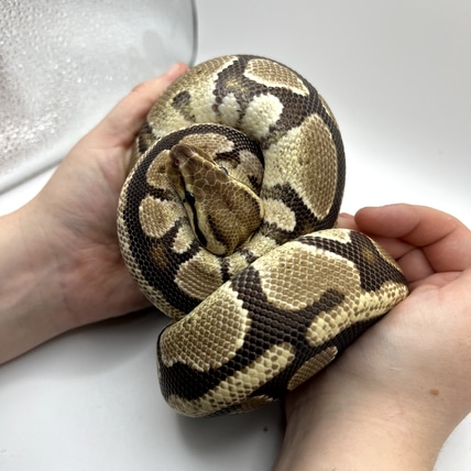 Fire Het Clown Ball Python