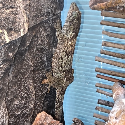 Halmahera Gecko More Gecko