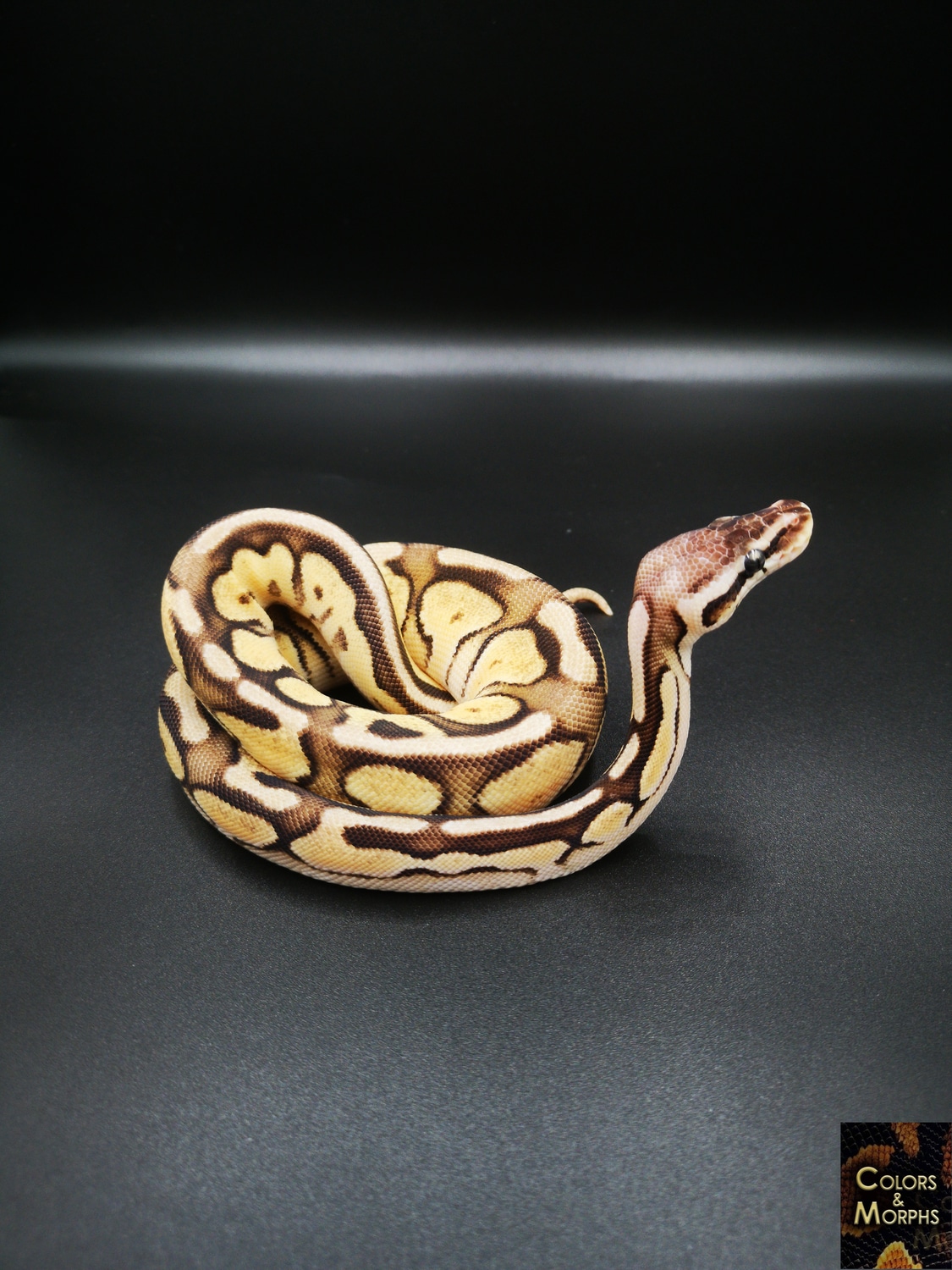 Pastel Enchi Cinnamon Gene X Het Piebald Ball Python by Colors&Morphs ...