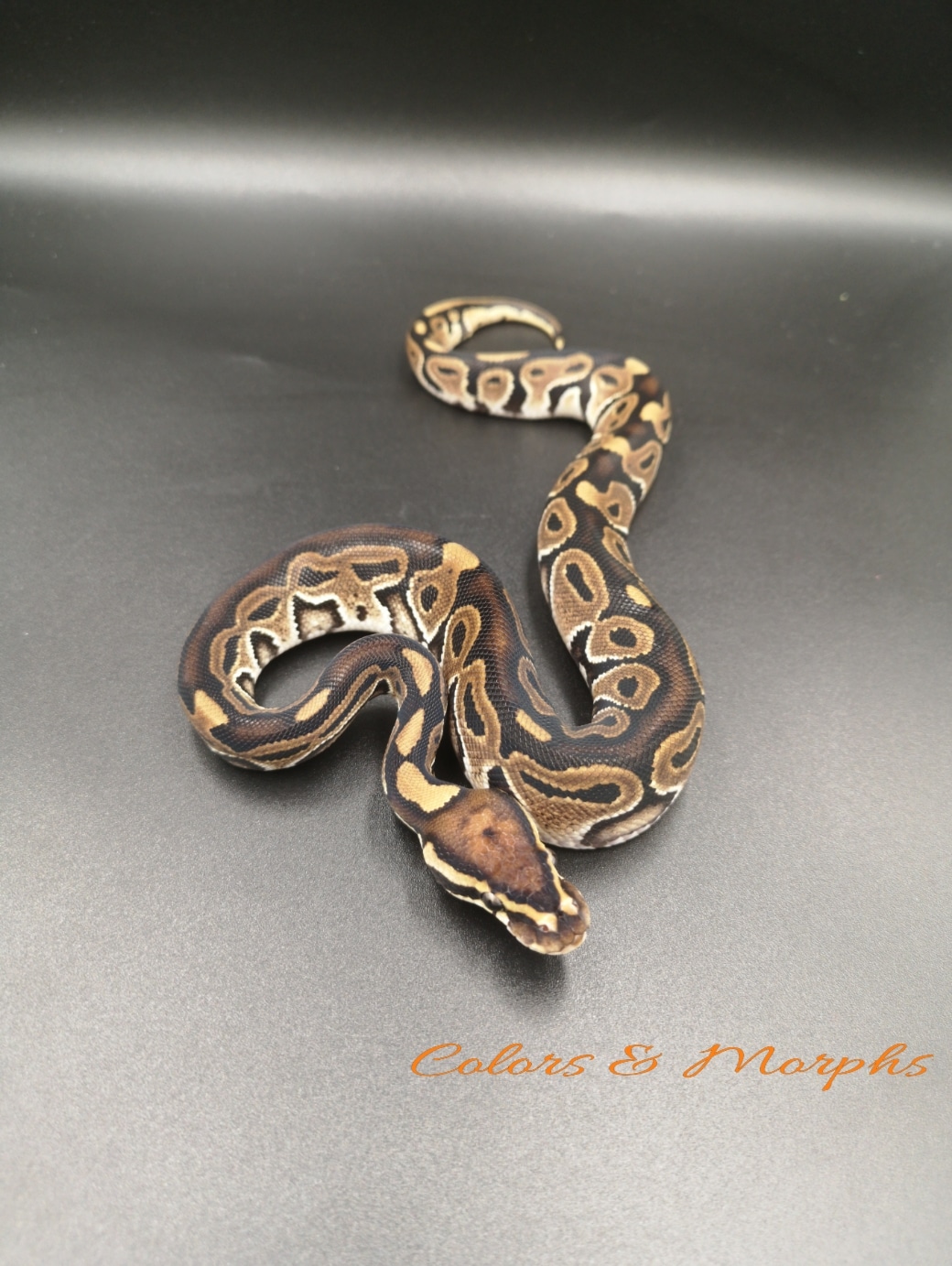 HRA Het Clown Ball Python by Colors&Morphs Ball Python Breeding ...