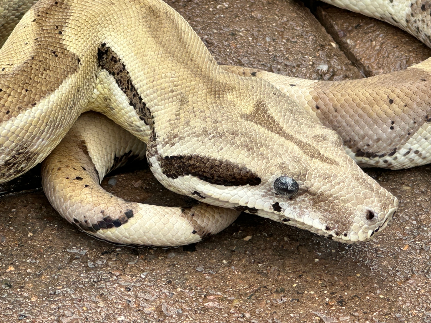 Ghost Jungle Boa Constrictor by Colossal Constrictors LLC MorphMarket