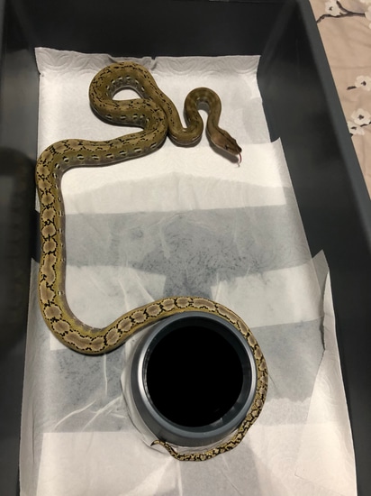 Platinum Anery Super Dwarf Reticulated Python by Colossal Constrictors LLC