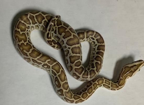 F1 Hypo Burmese Python by Colossal Reptiles, LLC
