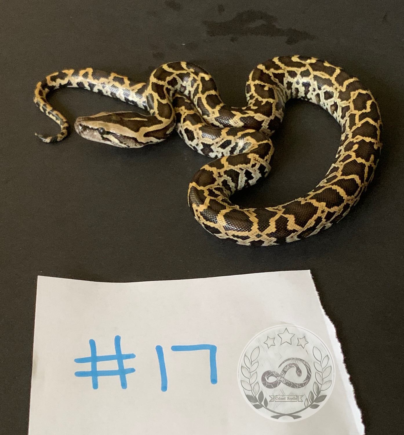 Normal DH Green/albino PH Granite Burmese Python by Colossal Reptiles ...