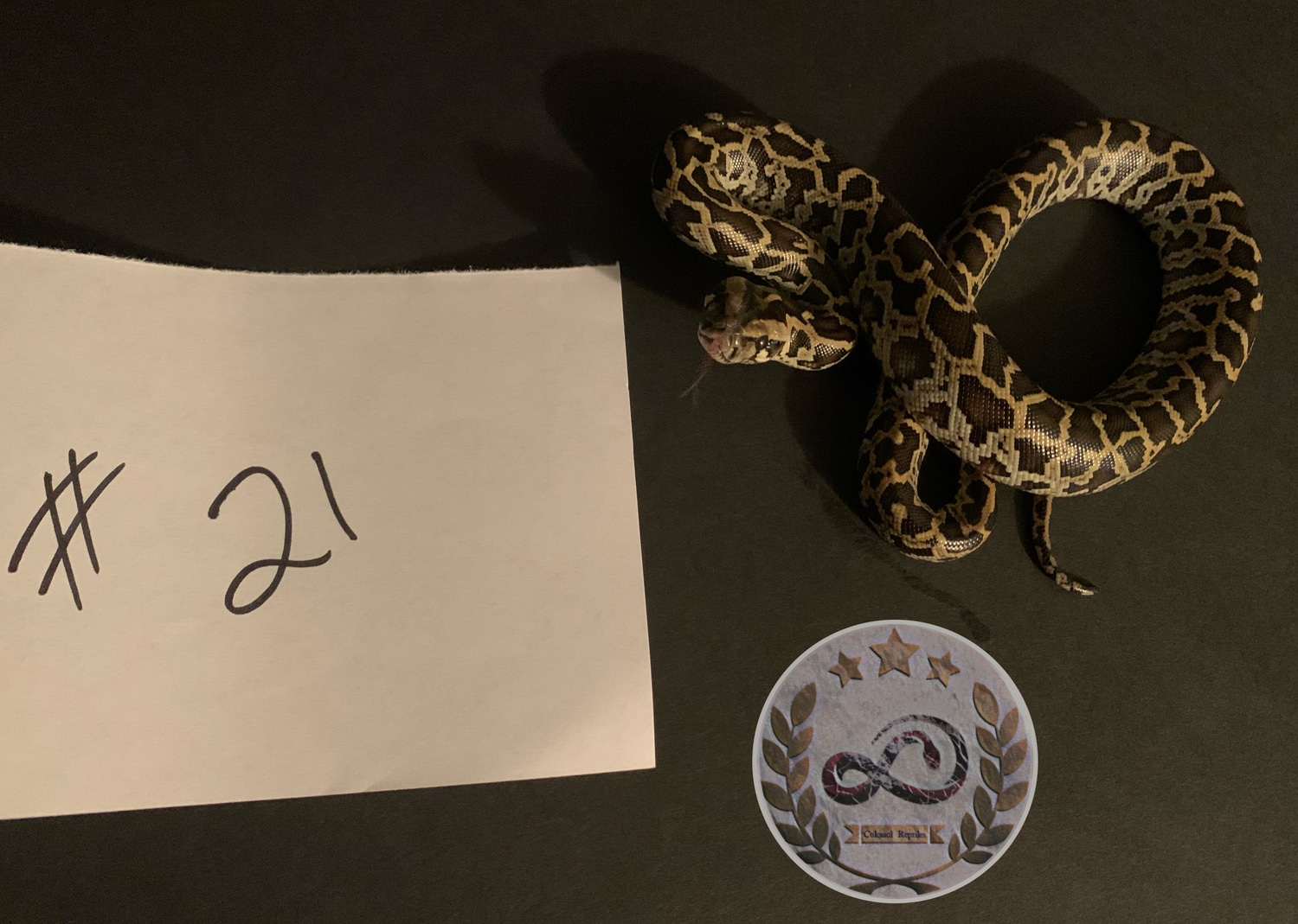 Normal DH Green/albino PH Granite Burmese Python by Colossal Reptiles ...