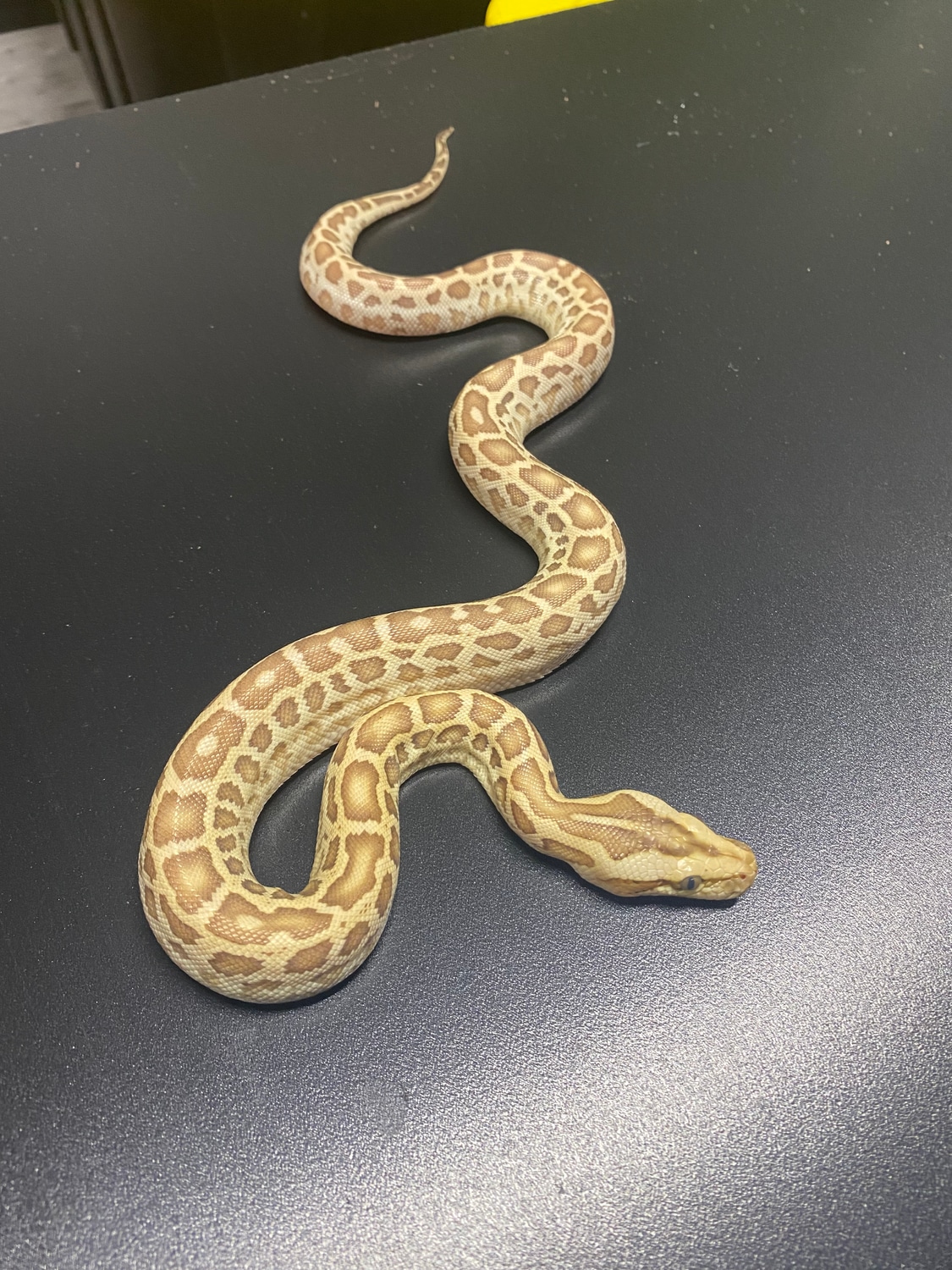 Hypo Burmese Python by Colossal Reptiles, LLC - MorphMarket