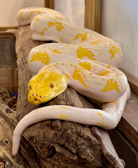 Albino (Proven) Reticulated Python by Colossal Reptiles, LLC