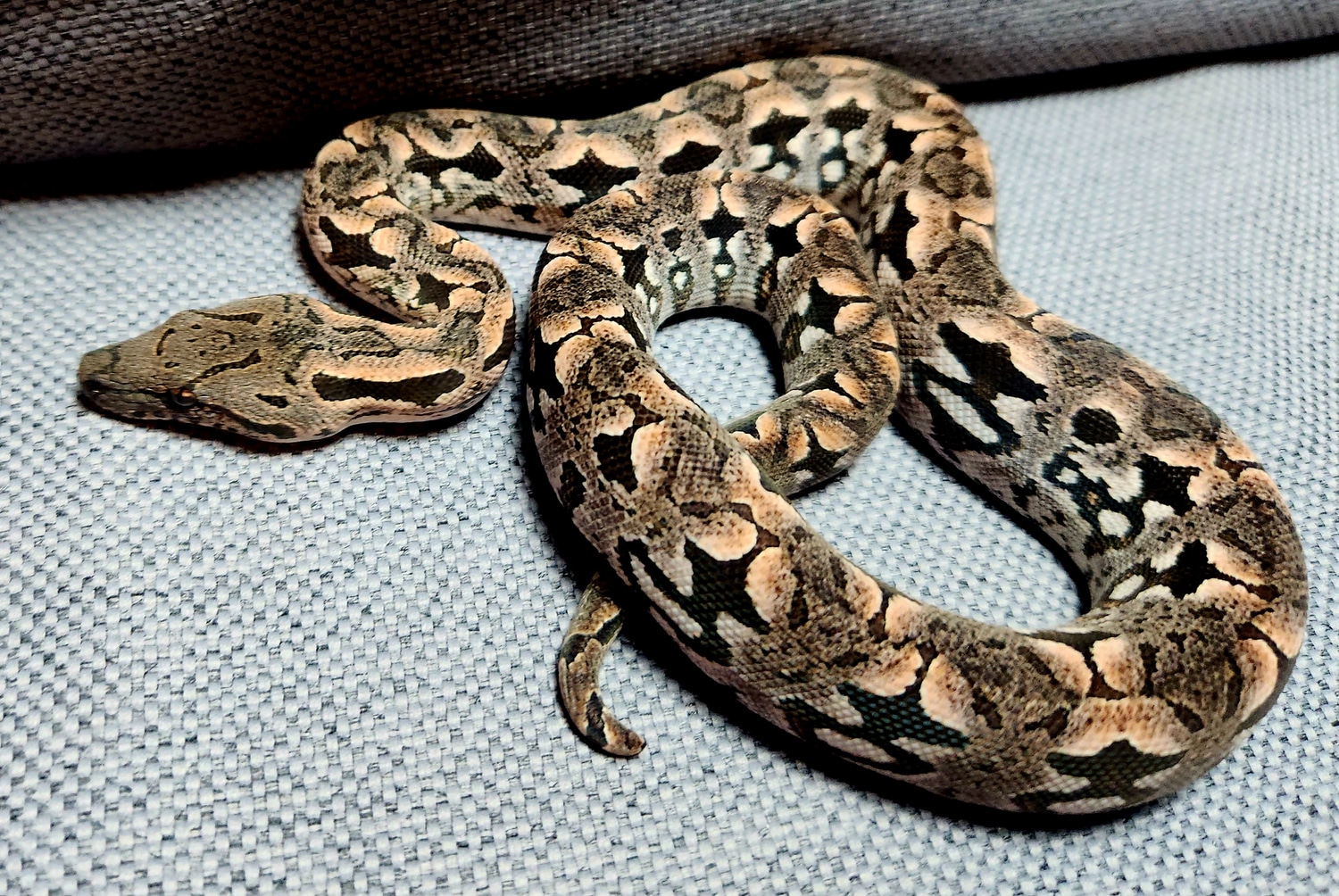 Dumerils Boa Ground Boa by 45 Scales MorphMarket