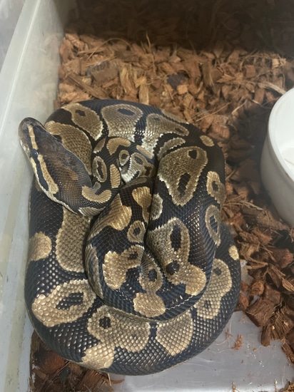 Normal Ball Python by KBC exotics