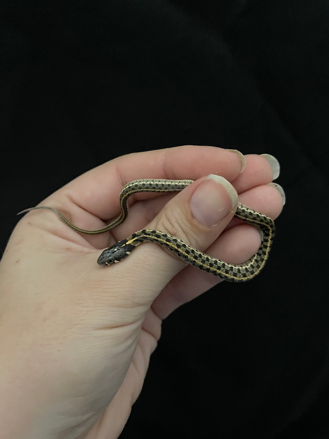 Checkered Garter Snake by Zephyr Scales - MorphMarket