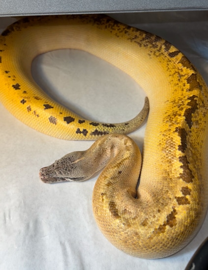 Ivory Blood Python Female by Colubrid Fanatics