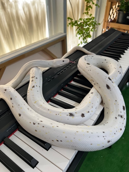 Golden Child Cow Reticulated Python by Colubrid Fanatics