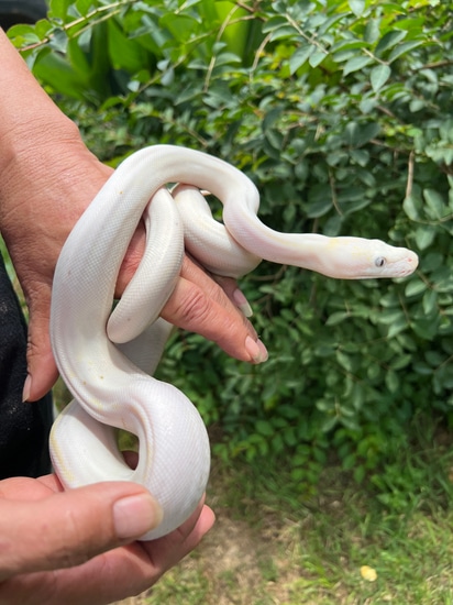 Phython Cow Cow 25% SD Reticulated Python by Colubrid Fanatics