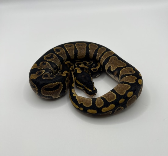 Normal 100% Het Pied Ball Python by AJ Pythons