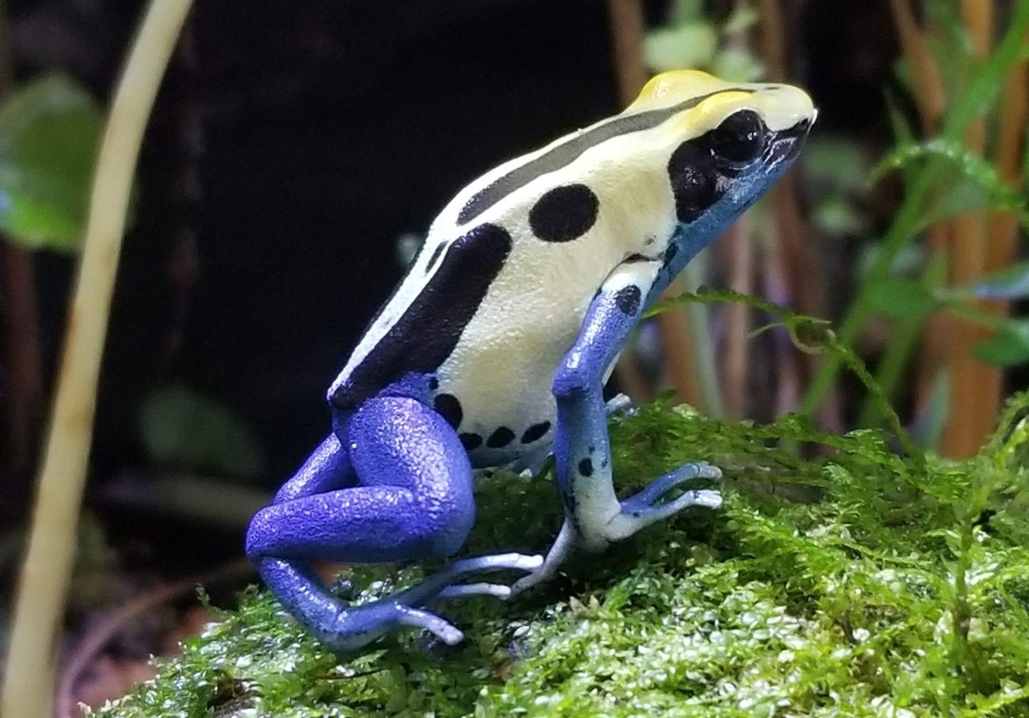 Dendrobates Tinctorius “Patricia” Dyeing Dart Frog by Concept Reptiles