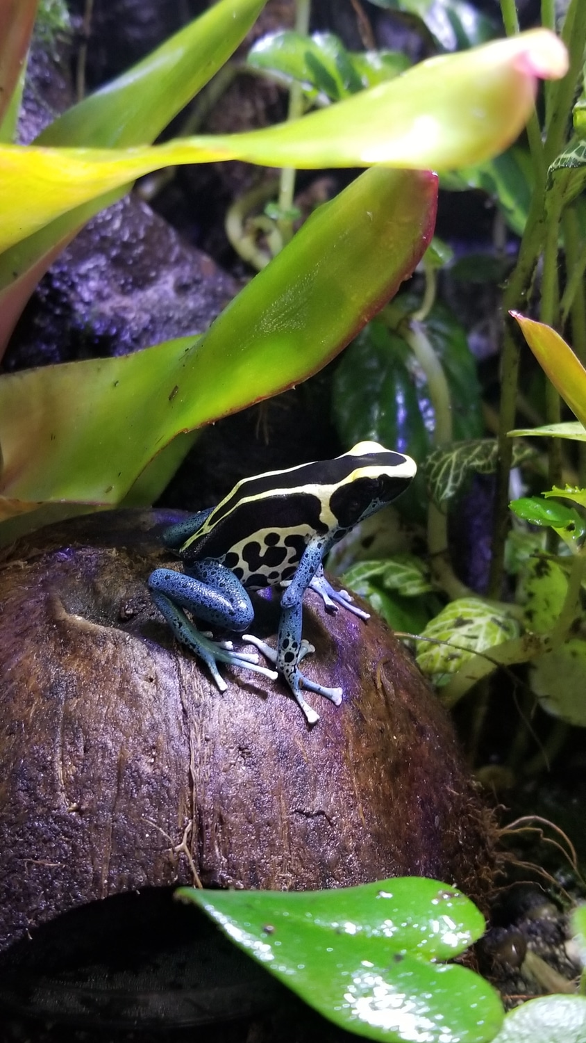 (ADULT) "Patricia Dyeing Dart Frog by Concept Reptiles - MorphMarket