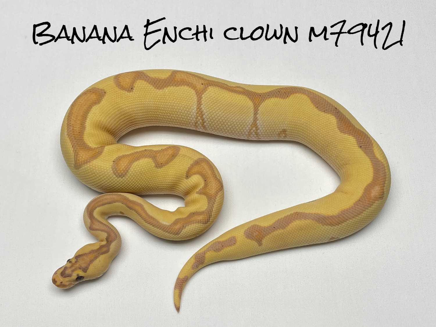 Banana Enchi Clown Ball Python by Conley Herps, Inc. MorphMarket