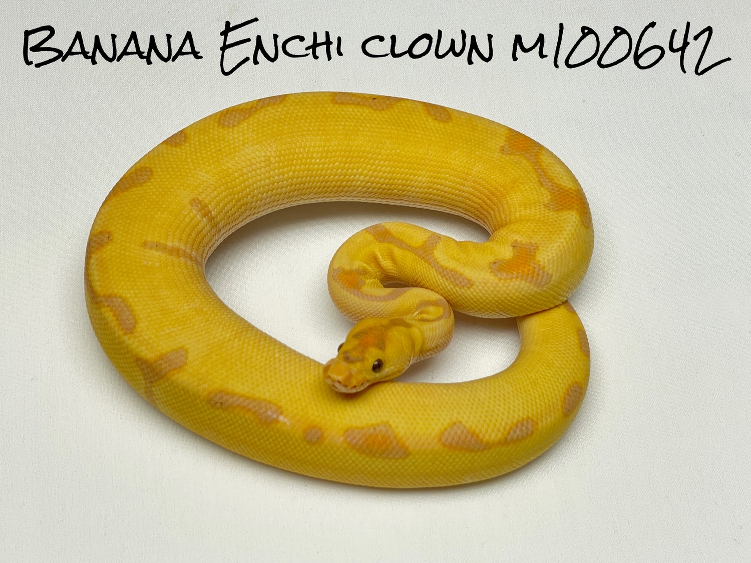 Banana Enchi Clown Ball Python by Conley Herps, Inc. MorphMarket