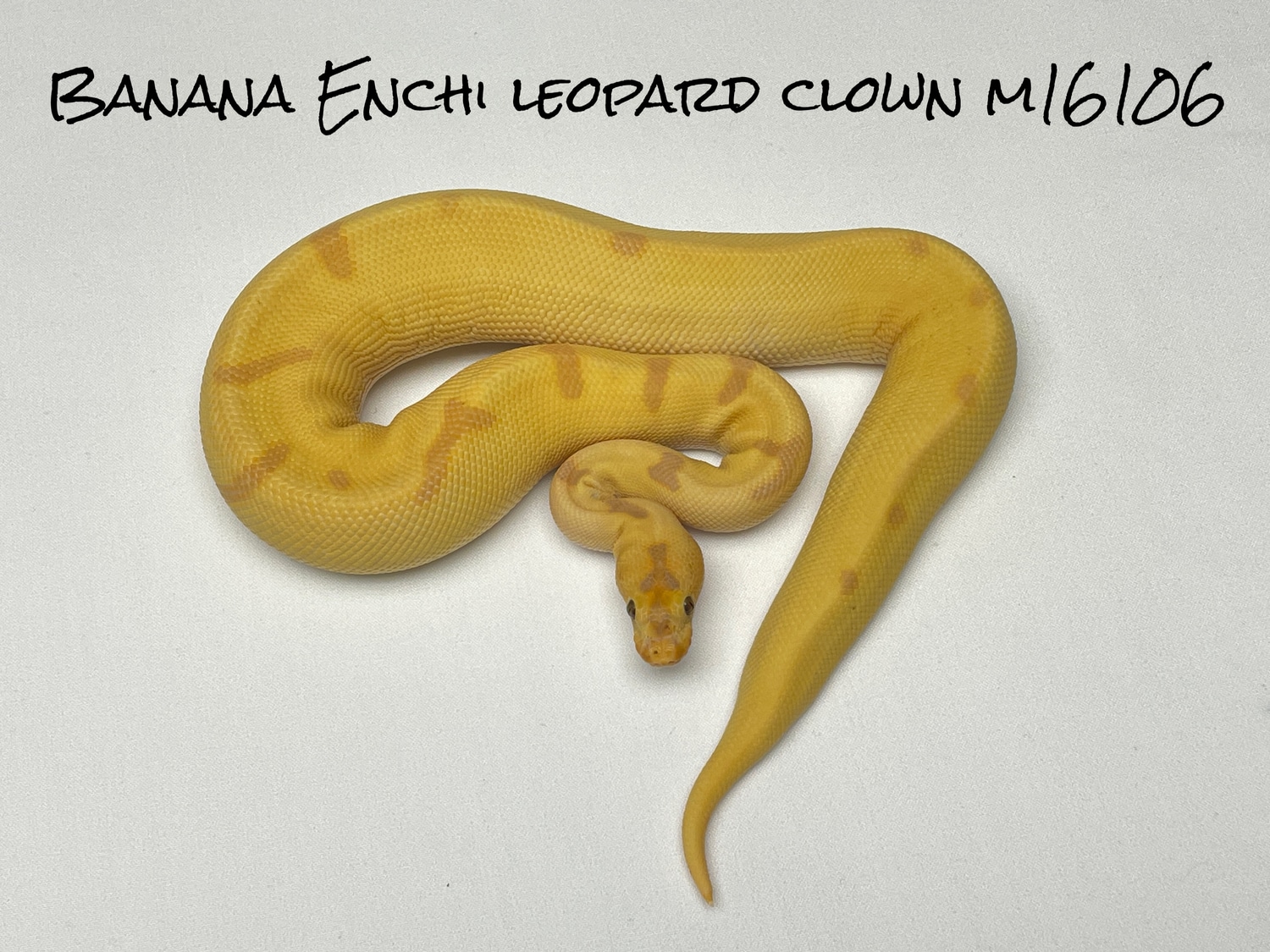 Banana Enchi Leopard Clown Ball Python by Conley Herps, Inc. MorphMarket