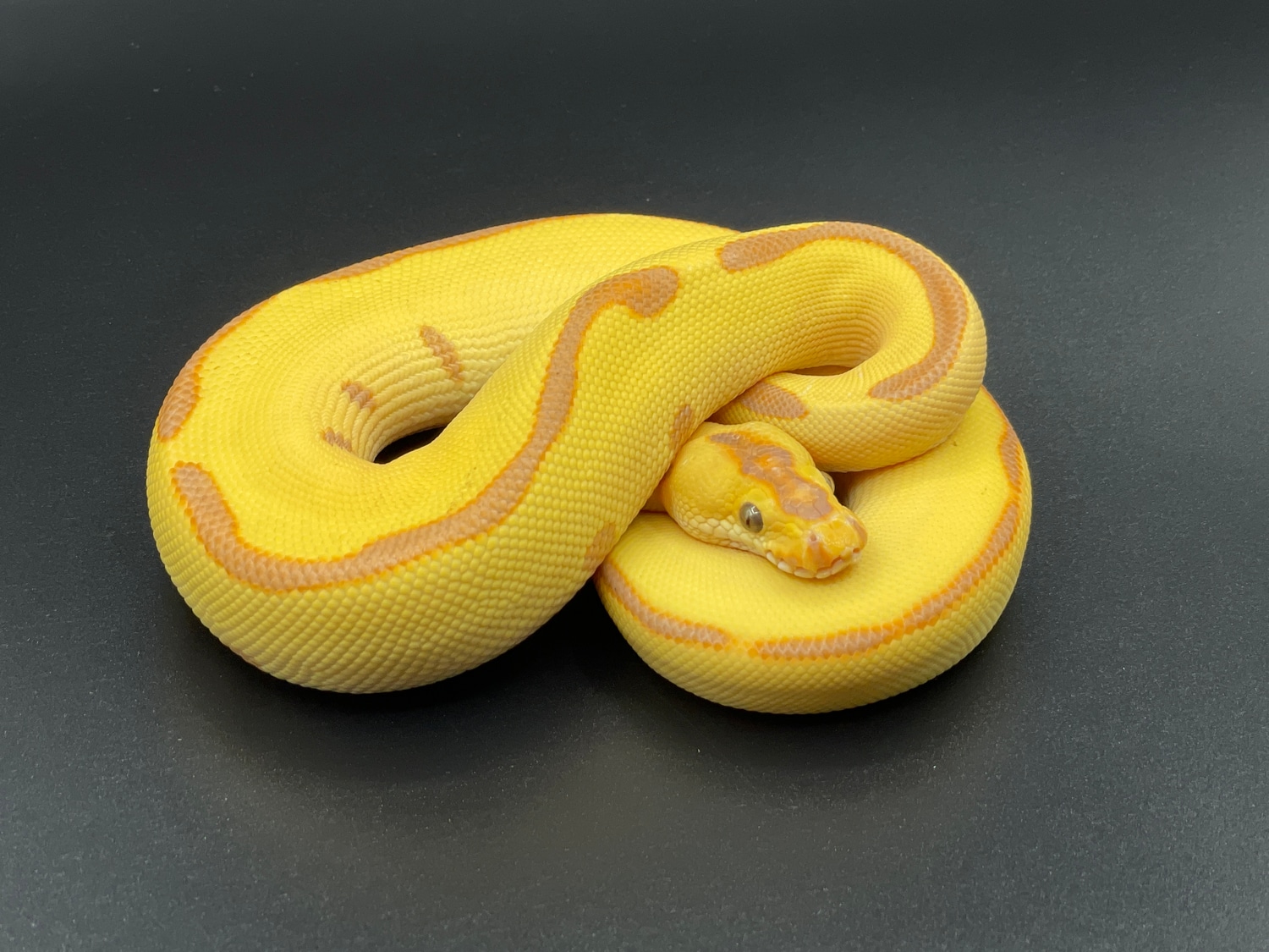 Banana Enchi Leopard Clown Ball Python by Conley Herps, Inc. MorphMarket