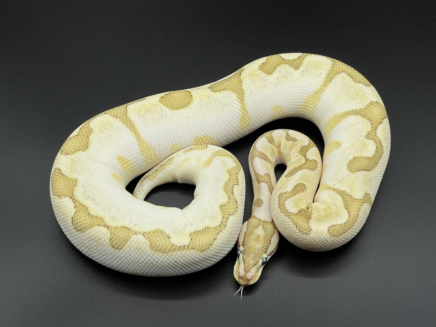 Bamboo Sugar Enchi Fire Ball Python by Conley Herps, Inc. - MorphMarket