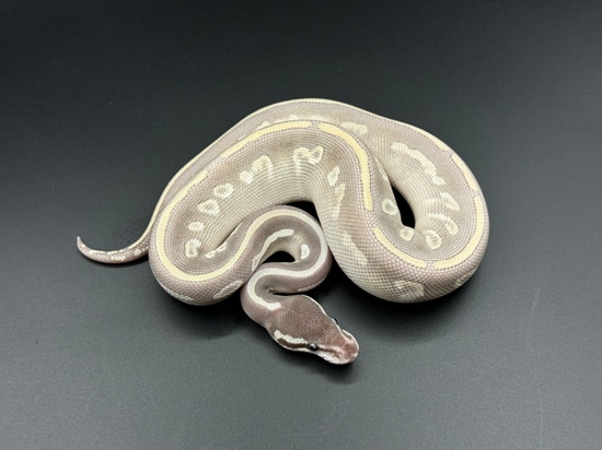 Mystic Potion Ball Python by Conley Herps, Inc.