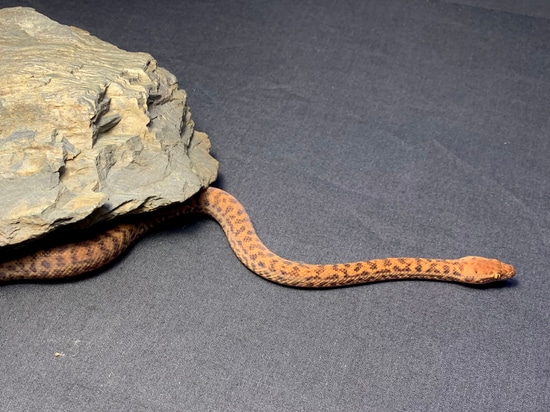 Pygmy Python (A. Perthensis) by Conservation Herpetoculture