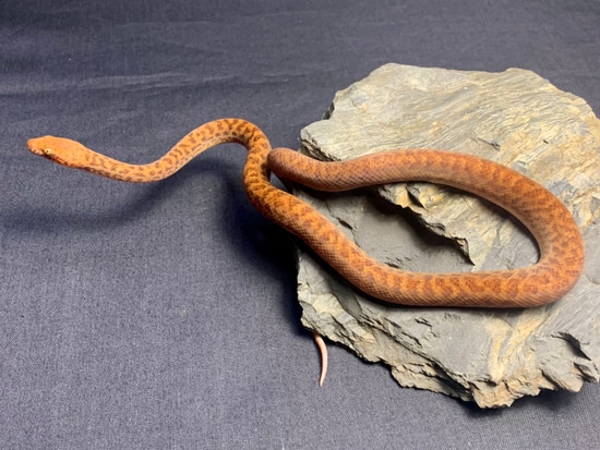 Pygmy Python (A. Perthensis) by Conservation Herpetoculture