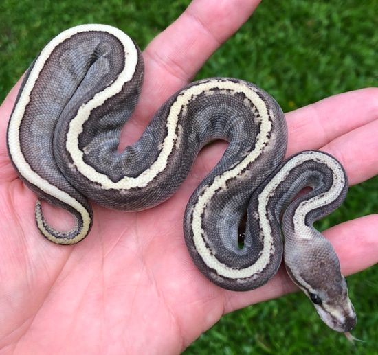 Ghi Lesser Pinstripe Pos Yb Ball Python by Constricted Reptiles