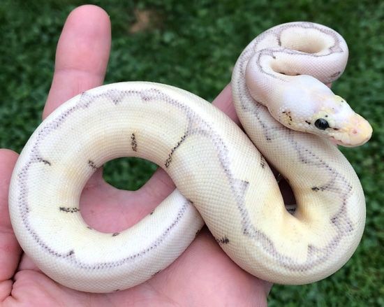 Killer Bee Clown 66% Het Vpi Axanthic Ball Python by Constricted ...