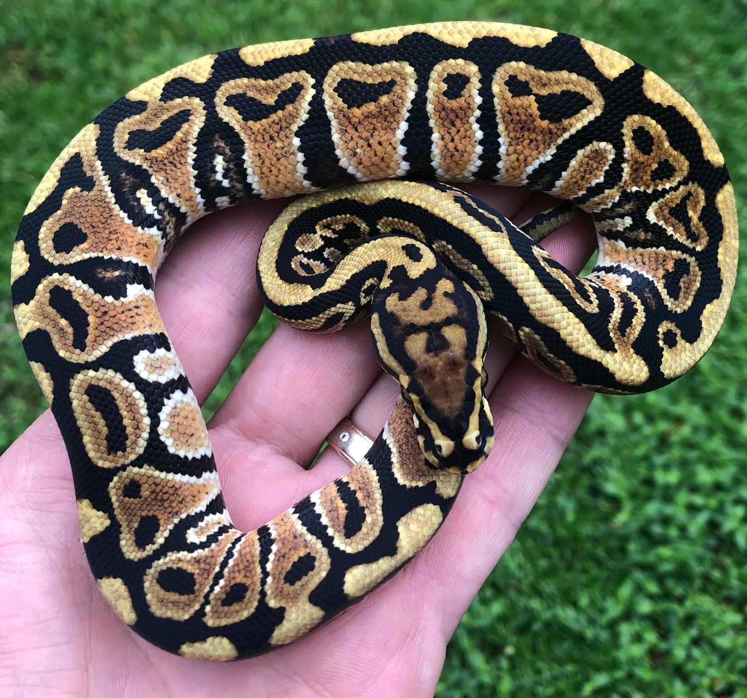 Spotnose Triple Het Clown Genetic Stripe Hypo Ball Python by ...
