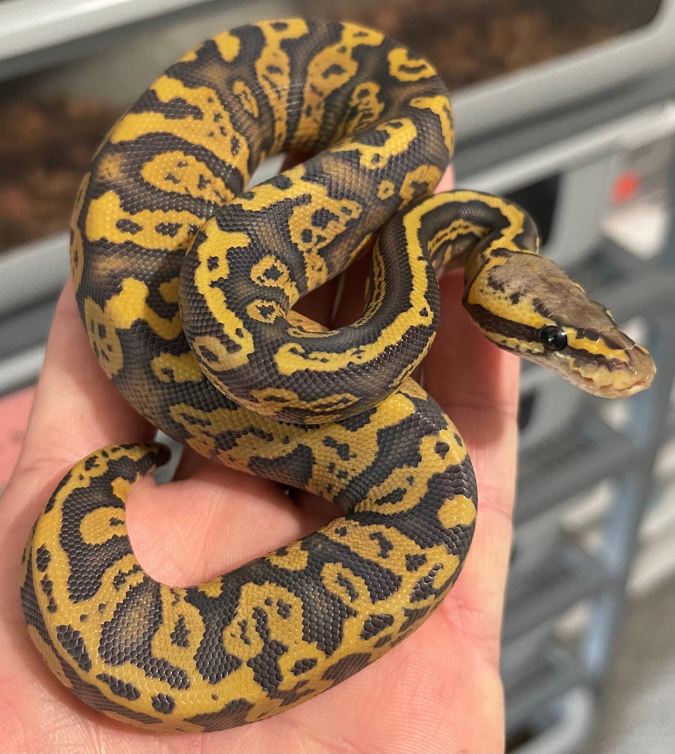 Acid Pastel Hypo Ball Python by Constricted Reptiles - MorphMarket