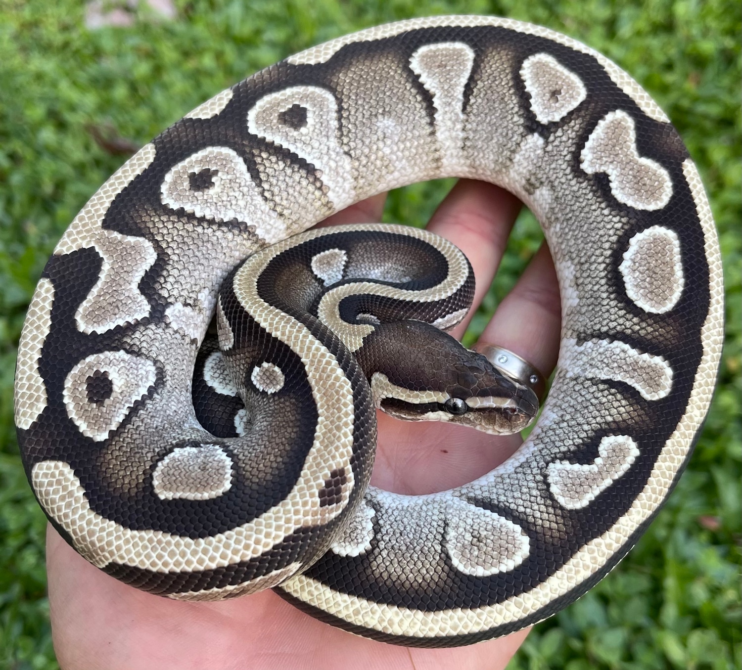Mojave Double Het Vpi Axanthic Pied Ball Python by Constricted Reptiles ...