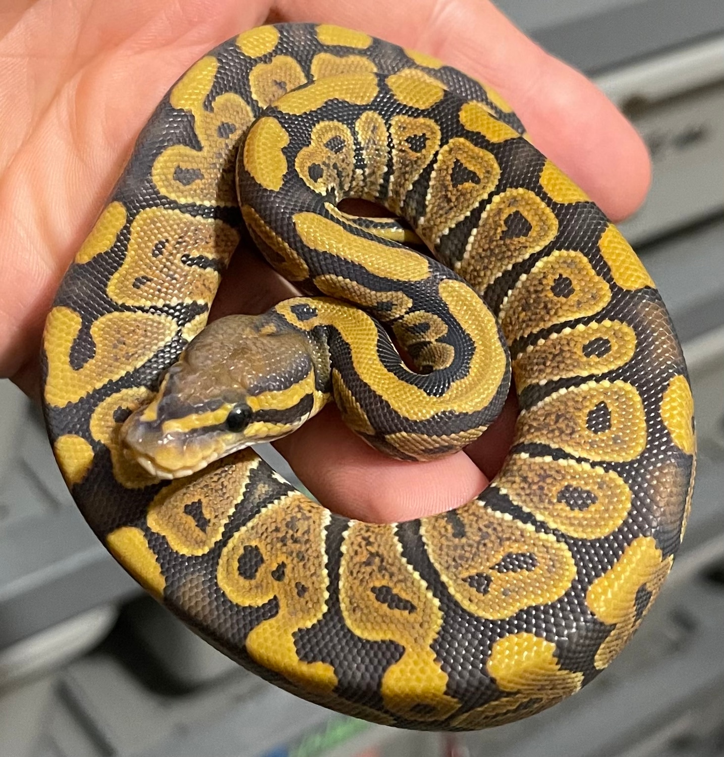 Hypo Het Puzzle Ball Python by Constricted Reptiles - MorphMarket