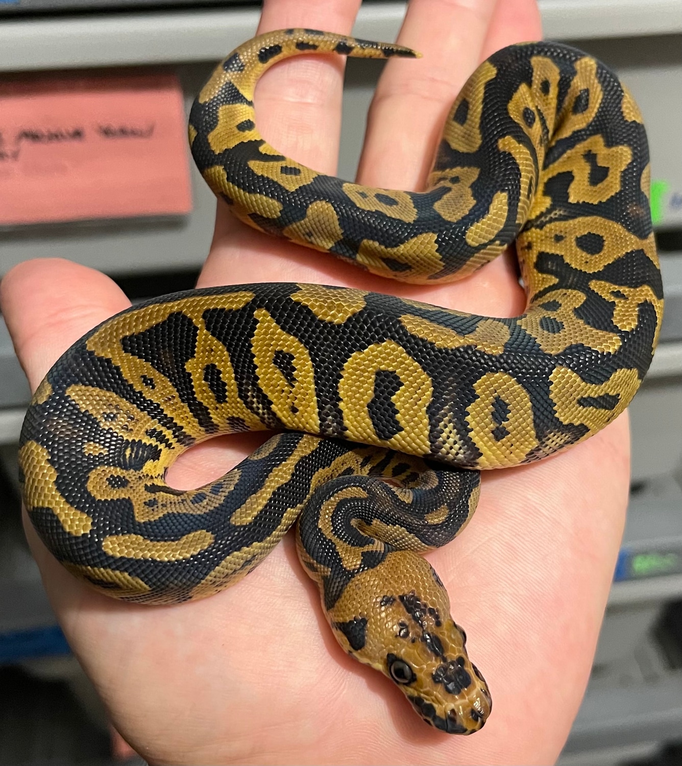 Acid Clown Ball Python by Constricted Reptiles - MorphMarket
