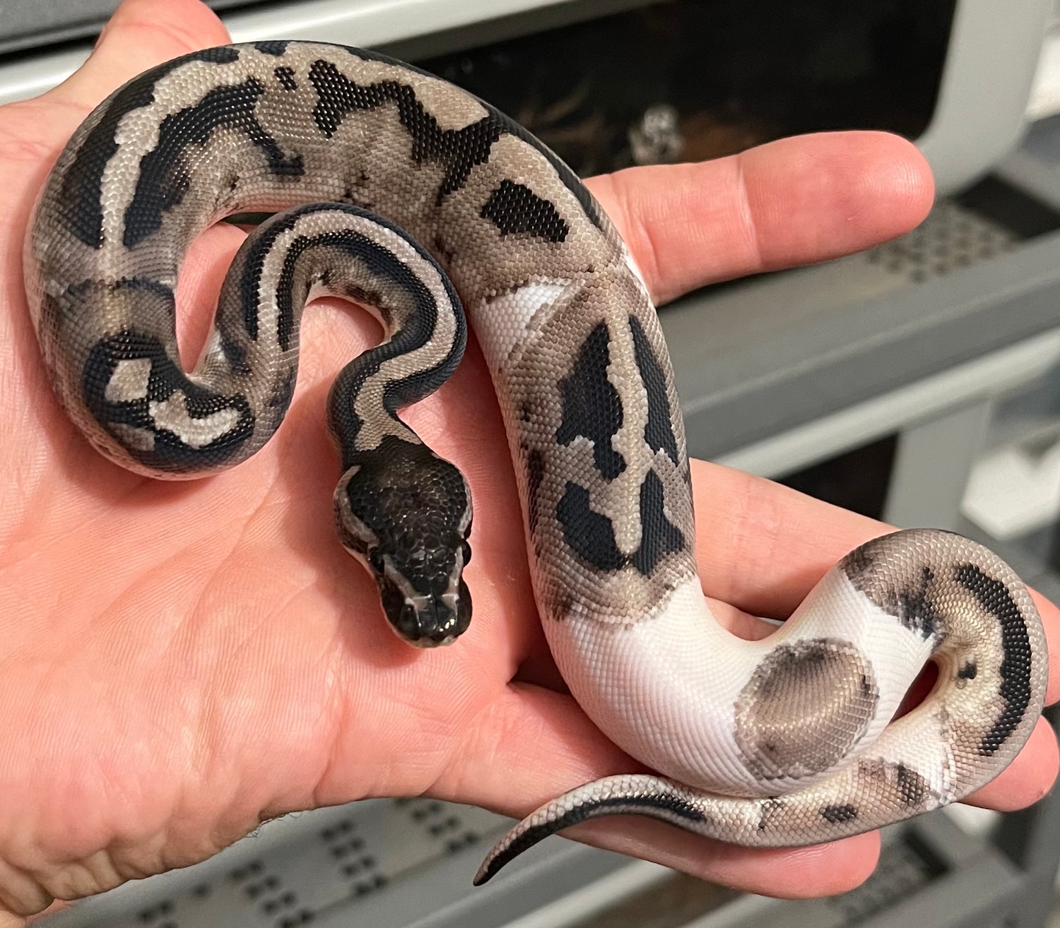 Vpi Axanthic Pied Ball Python by Constricted Reptiles - MorphMarket