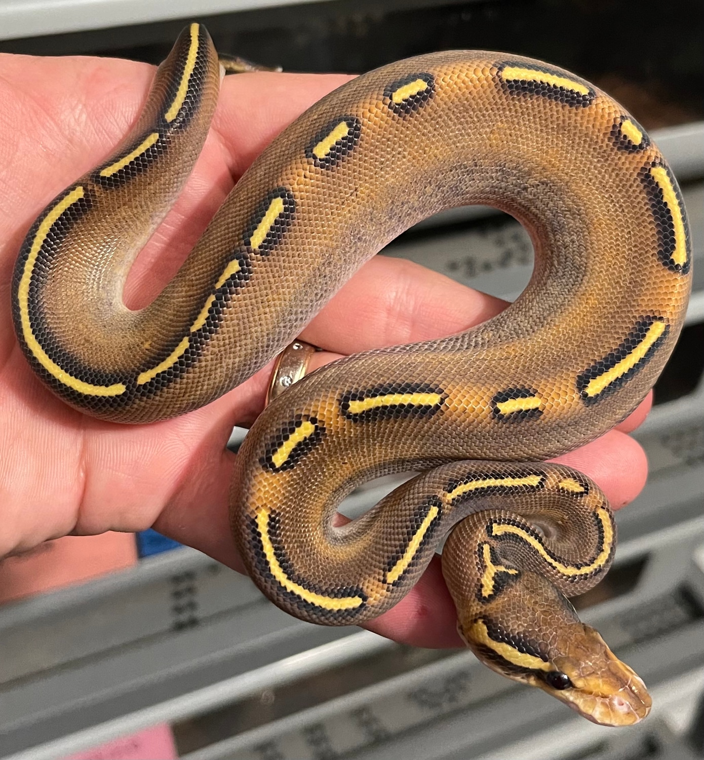Ghi Super Gravel Ball Python by Constricted Reptiles MorphMarket