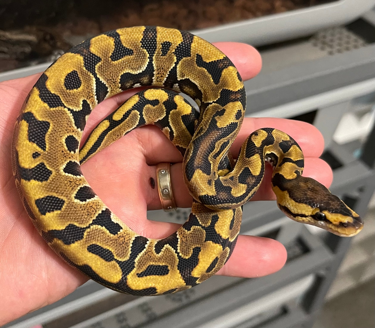 Puzzle 100% Het Hypo Ball Python by Constricted Reptiles - MorphMarket