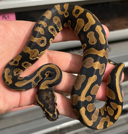 Acid Het Desert Ghost 66% Het Hypo Ball Python by Constricted Reptiles