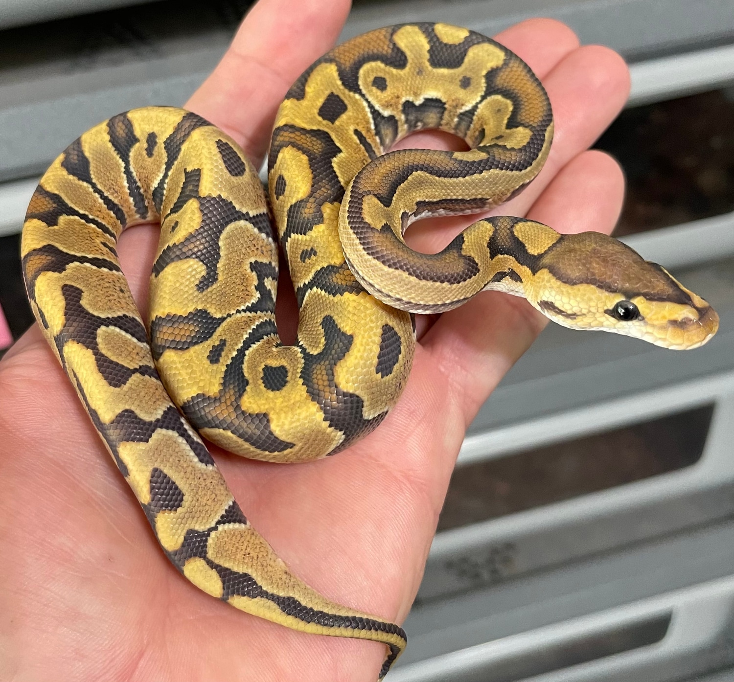 Hypo Puzzle Ball Python by Constricted Reptiles - MorphMarket