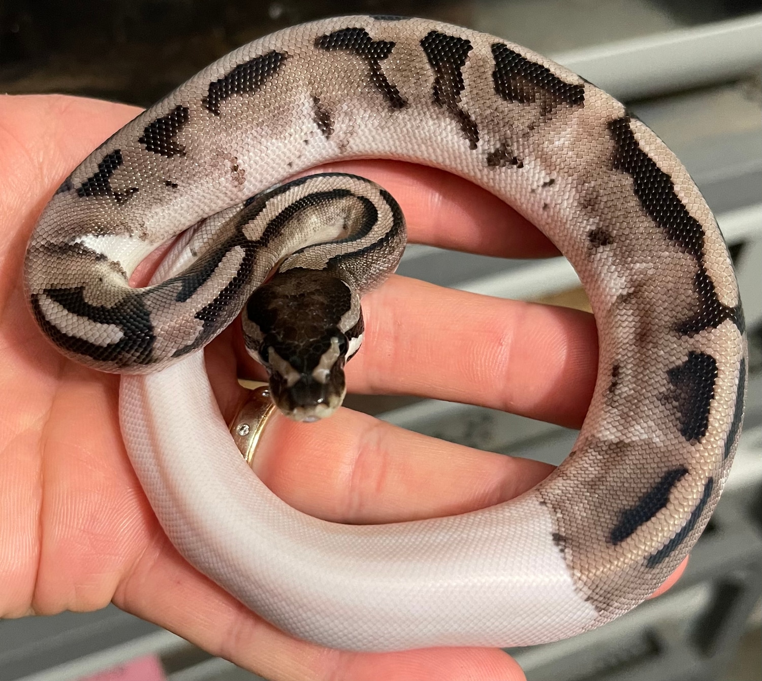 Vpi Axanthic Pied Ball Python by Constricted Reptiles - MorphMarket