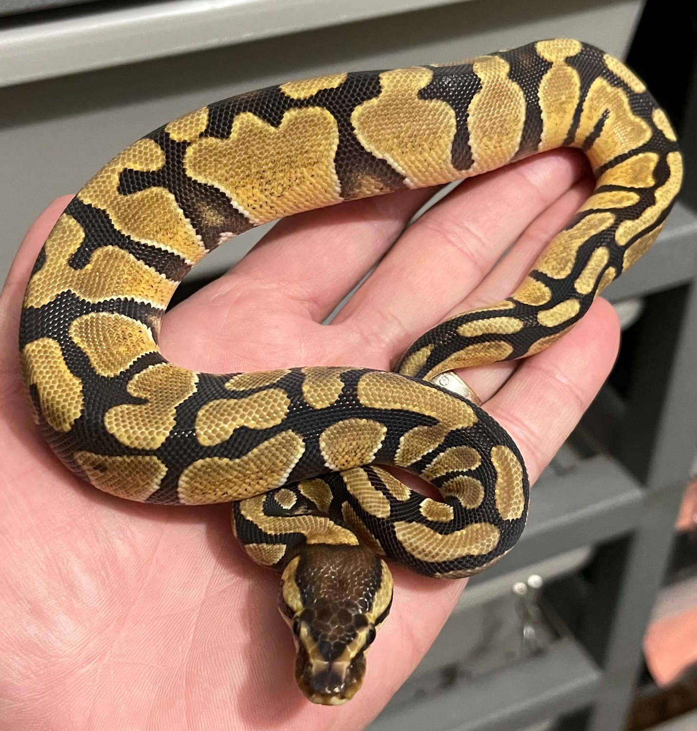 Enchi Double Het Desert Ghost Clown Ball Python by Constricted Reptiles ...