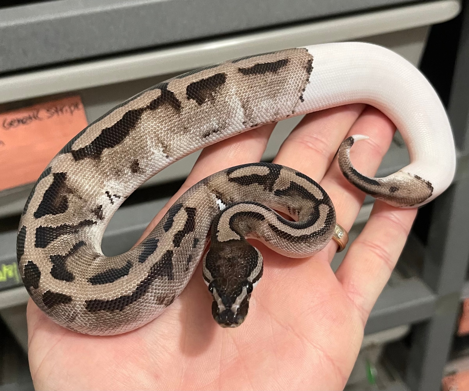 Vpi Axanthic Pied Ball Python by Constricted Reptiles - MorphMarket